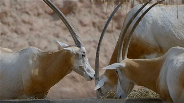 حيوانات حديقة حيوان