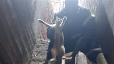 الحماية المدنية تتمكن من إنقاذ قطة سقطت في منور عقار بالمنوفية