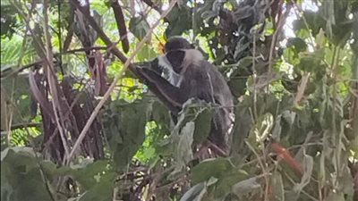 رصد شامبنزي هارب بقرية الديمقراط بالأقصر.. والأجهزة المعنية تعمل على ضبطه │صور