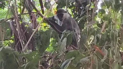 رئيس مركز أرمنت: لا خطورة على الأهالي من النسناس.. ورفضنا اصطياده بالبندقية حفاظًا على الصورة الحضارية