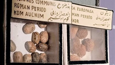 بذور من مصر الرومانية.. المتحف المصري بالتحرير يكشف سر ازدهار الزراعة القديمة