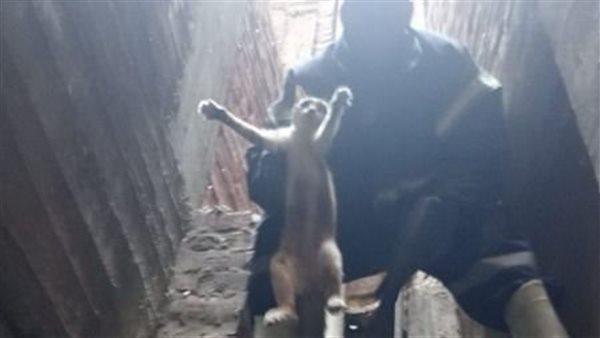  استخراج قطة وإنقاذها