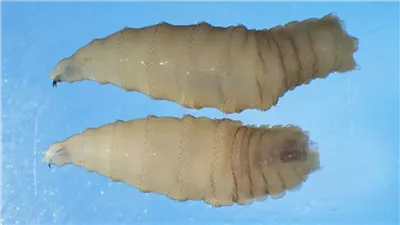 طفيليات آكلة للحوم.. أمريكا تسجل أول إصابة بدودة الحلزون الجديدة 