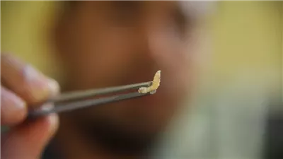 بعد انتشارها في الولايات المتحدة.. ما هي دودة الحلزون الطفيلية آكلة اللحوم؟