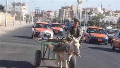 بعد التروسيكل.. منع سير عربات الكارو بشوارع رأس غارب والتنفيذ 1 سبتمبر