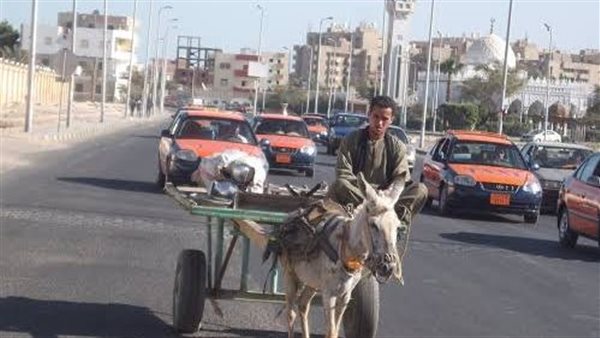 إحدى عربات الكارو