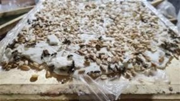 الحلوى المضبوطة 