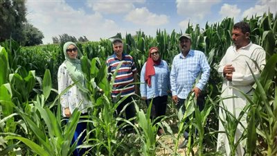 مديرية الزراعة بالإسكندرية تطلق حملة لتوعية مزارعي الذرة الشامية