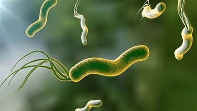 ما هي جرثومة المعدة وكيف تنتقل؟.. الأعراض وطرق الوقاية