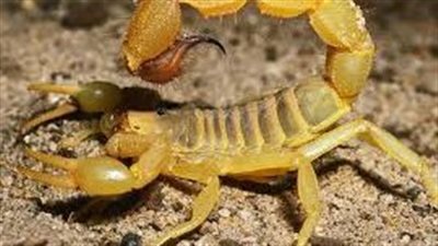 بسبب الحر الشديد.. العقارب والطريشة تلدغ 5 أشخاص بينهم 3 سيدات  بالوادي الجديد