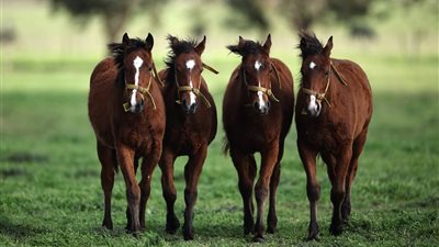 الأرجنتين تنتج أول خيول معدلة وراثيا وتثير جدلًا في عالم البولو