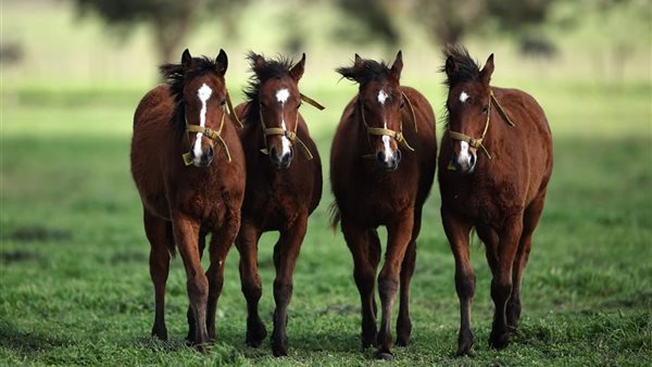 أول خيول معدلة وراثيًا