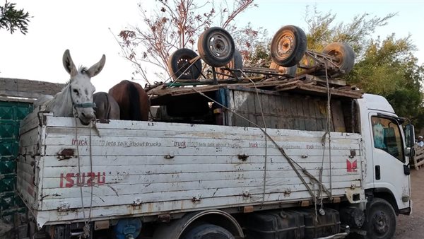 ترحيل عربات الكارو