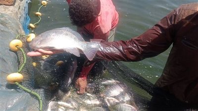 الإنتاج الأوّلي 3 أطنان.. بدء حصاد مشروع الاستزراع السمكي بالموشية في الوادي الجديد| صور