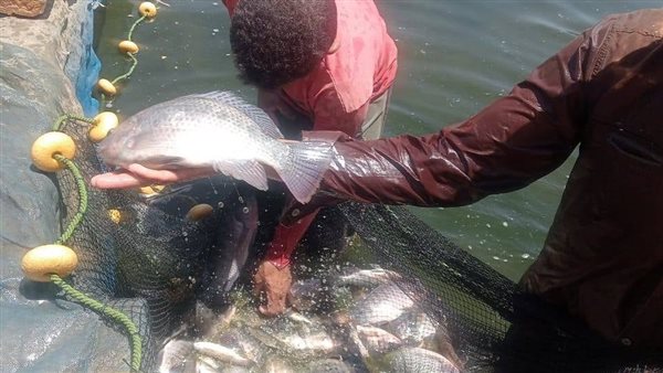 مشروع الاستزراع السمكي