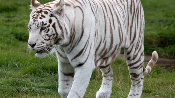 نمر أبيض - أرشيفية