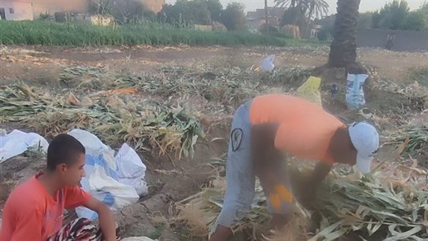 حصاد الذرة الشامية