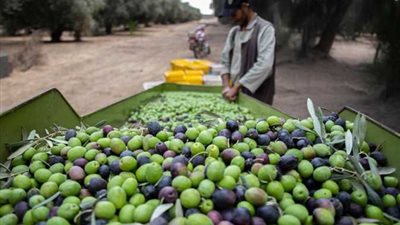  الزراعة: زيت الزيتون متوافر من مصادر موثوقة عبر منافذنا الرسمية