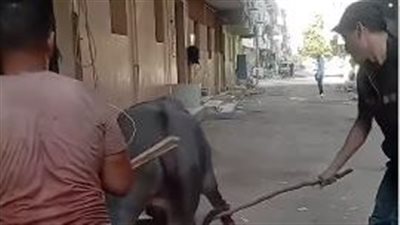 هرب منهم فكسروا ساقيه.. الأمن يفحص فيديو التعدي على عجل بالحوامدية