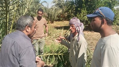 زراعة الوادي الجديد تنظم متابعات ميدانية للمزارع للقضاء على سوسة النخيل