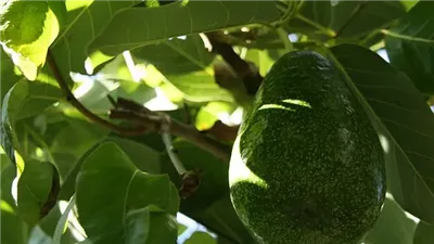 وداعًا لآلام العظام.. نبات الأفوكادو يكشف عن فوائد علاجية كبيرة