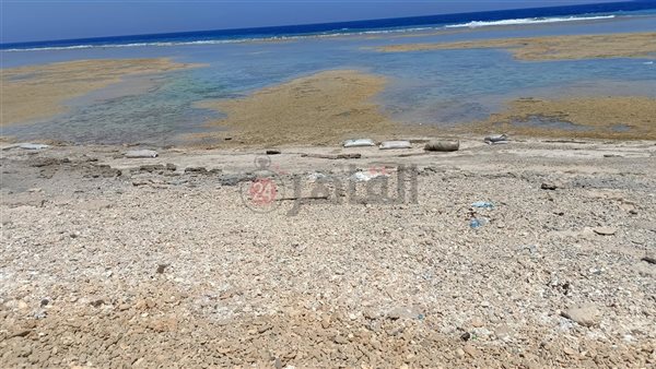 أجولة الردة تطفو