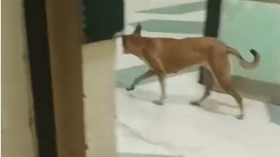 كلب ضال وقطط داخل أحد مباني مستشفى مبرة مصر القديمة.. ومصدر: تحت التطوير وخالٍ من المرضى