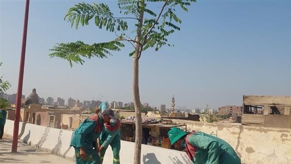 تشجير المحاور المرورية