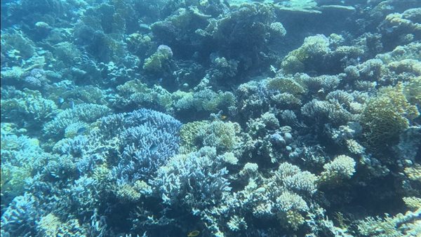  الشعاب المرجانية