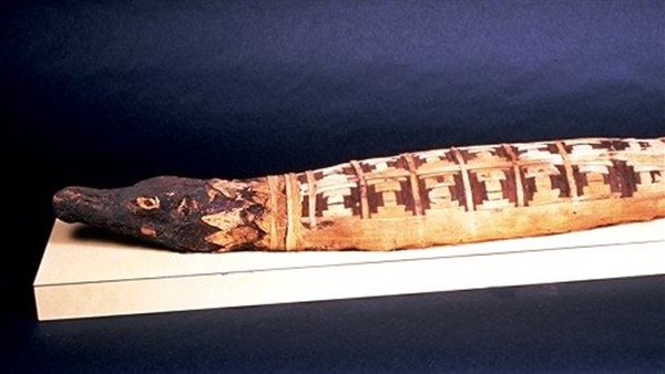 مومياء تمساح مقدس