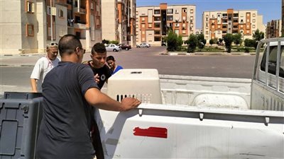 عقب واقعة عقر صغير.. بيطري البحر الأحمر تعلن حملة على الكلاب الضالة بشوارع الغردقة| صور