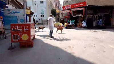 البحيرة تواصل جهودها للوقاية من مرض السعار بحملات ميدانية مكثفة