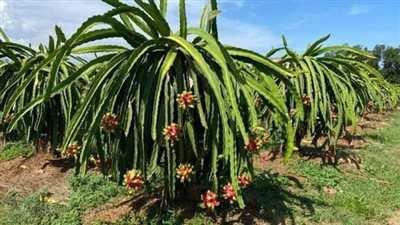  تعميم زراعة فاكهة التنين والصبّار الأملس بمبادرات تدريب وتمويل بالوادي الجديد