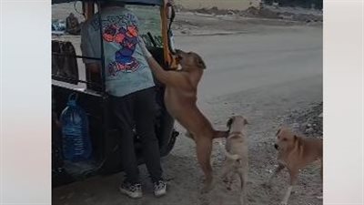 شاب يعطي درسا في الرحمة.. فيديو لإطعام الكلاب الضالة يثير إعجاب مستخدمي السوشيال ميديا