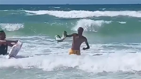 العثور على تمساح