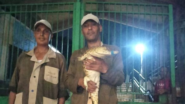 التمساح الذي عثر