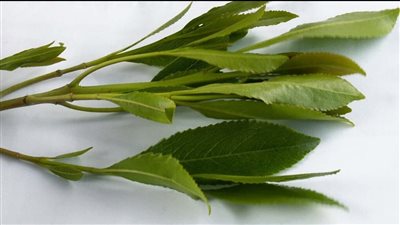 بعد ضبط كميات كبيرة بحوزة يمني في مصر.. ما هو مخدر القات؟