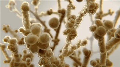 تحذيرات بشأن تفشي فطريات مقاومة للأدوية بالمستشفيات في أوروبا 