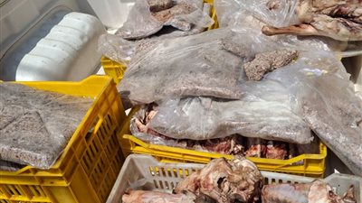 ضبط 75 مخالفة وكميات كبيرة من الدقيق واللحوم الفاسدة في حملات تموينية مكثفة بالفيوم 