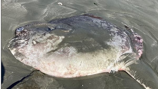 كائن غريب يظهر على