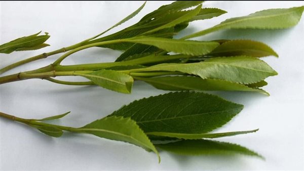 مخدر القات ـ تعبيرية