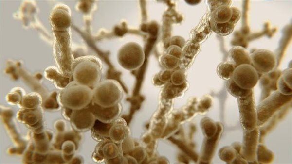 عدوى فطرية ـ تعبيرية