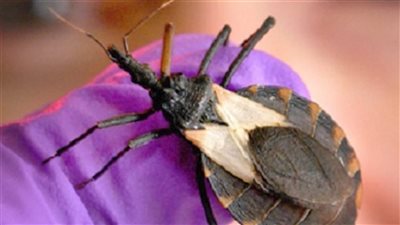ارتفاع معدل الإصابات بداء شاغاس في أمريكا نتيجة انتشار حشرة التقبيل