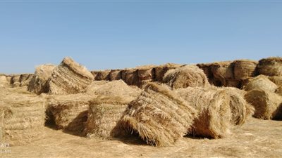 الدقهلية تواصل جهودها للتصدي لحرق قش الأرز ومصادرة الكميات غير المرخصة