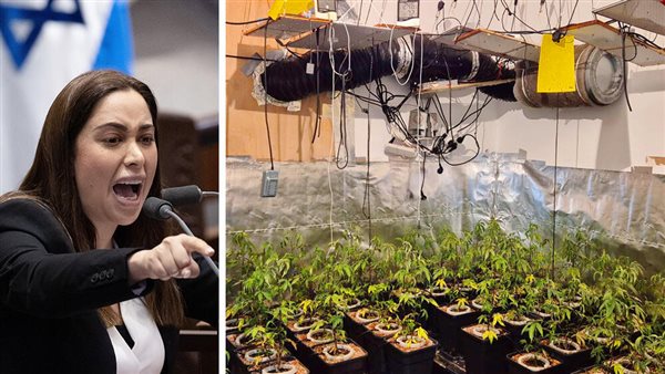 مزرعة مخدرات - الوزيرة