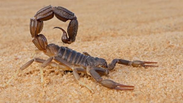 عقارب - أرشيفية