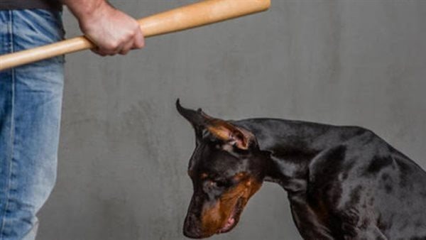 شخص لا يحب الحيوانات