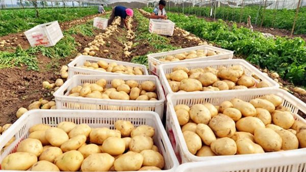 تصدير البطاطس- أرشيفية