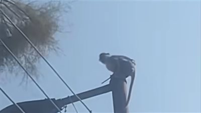 صور جديدة ترصد ظهور نسناس أرمنت للمرة الثانية بجبل أبو قليعي غرب الأقصر 