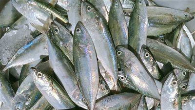 الكيلو بـ25 جنيها.. انخفاض أسعار الأسماك بالسويس تزامنًا مع بدء موسم الصيد